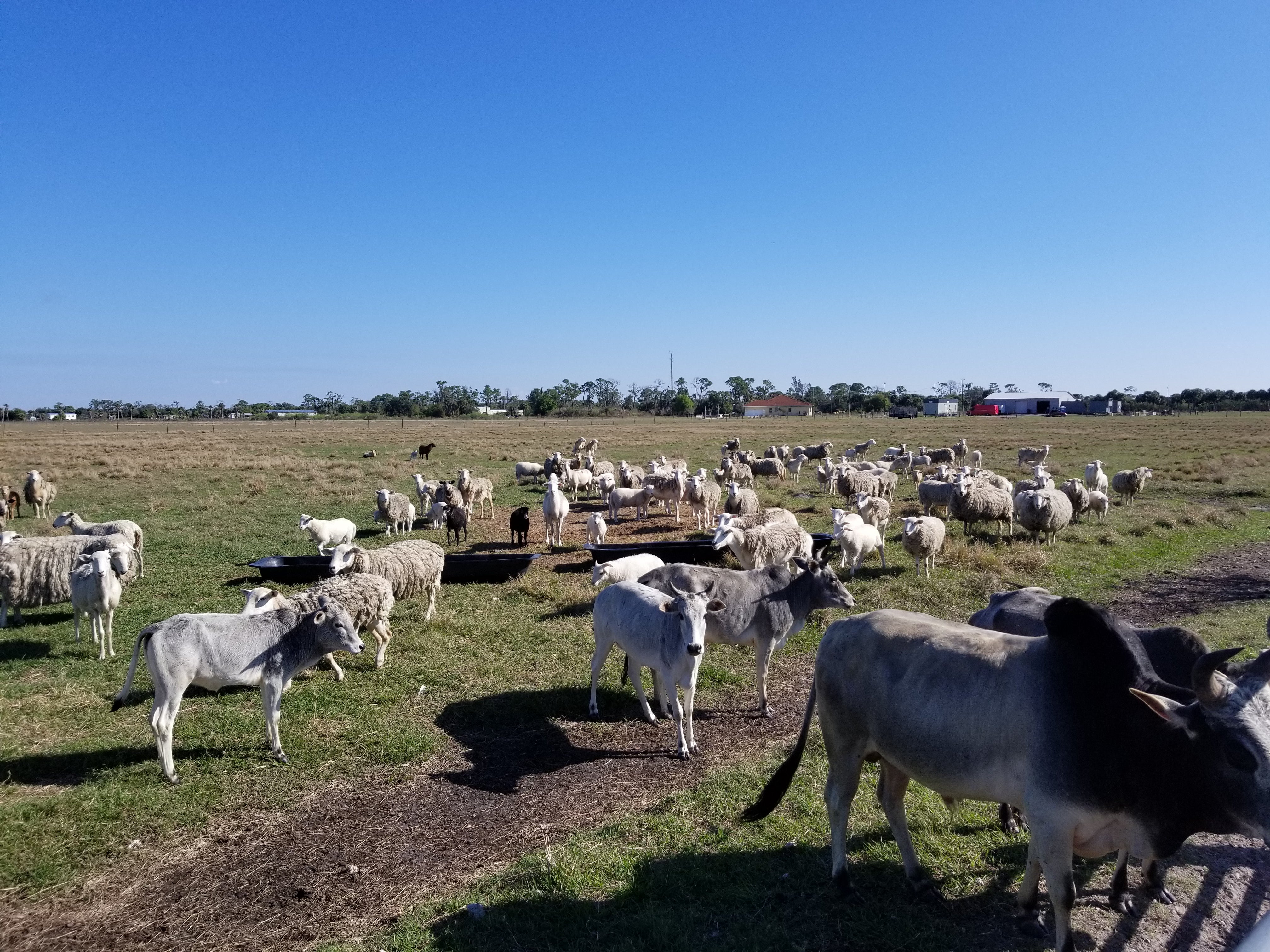 Truly Grass Fed And Grass Finished Beef And Lamb!