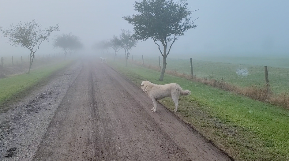 Misty Morning on the Family Farm Today