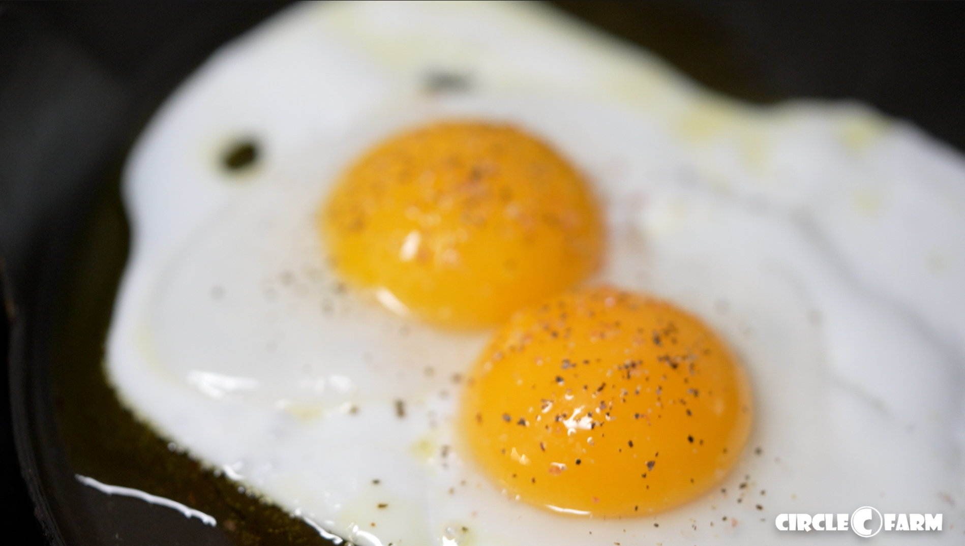 Circle C Farm's Golden Eggs: The Best All Natural Eggs Around!