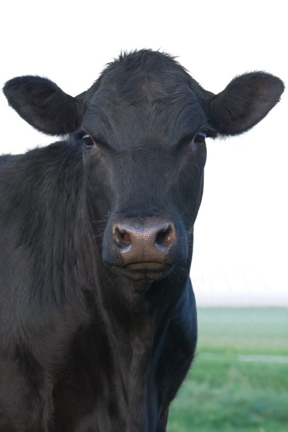 Why Cultivated Meats Aren't the Solution