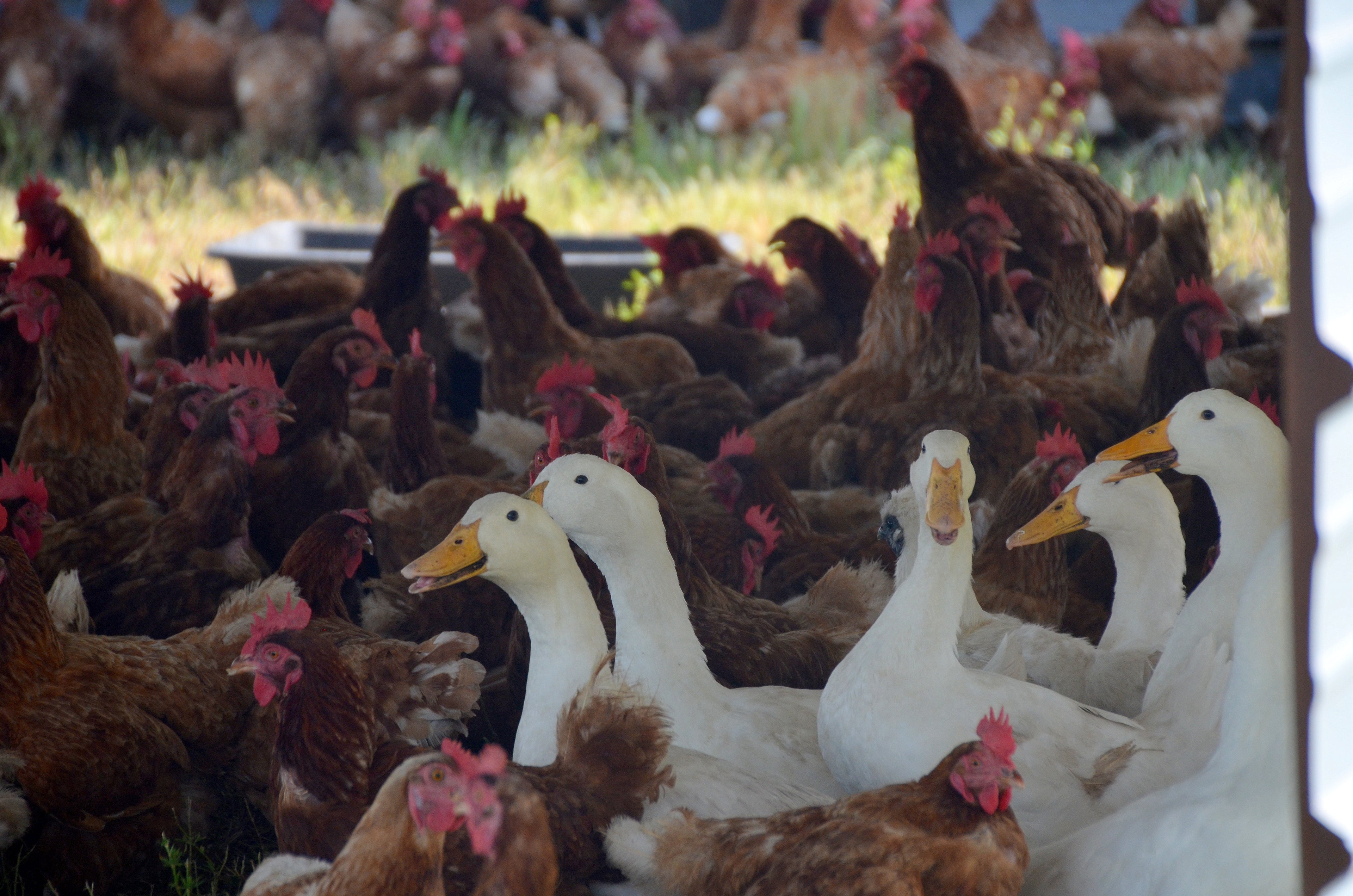 Eat clean, stay healthy, with pasture raised, grass fed grass finished meats and eggs from Circle C Farm