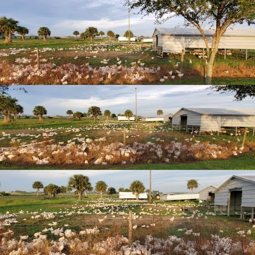 Nutritional Analysis of Pastured Poultry Products