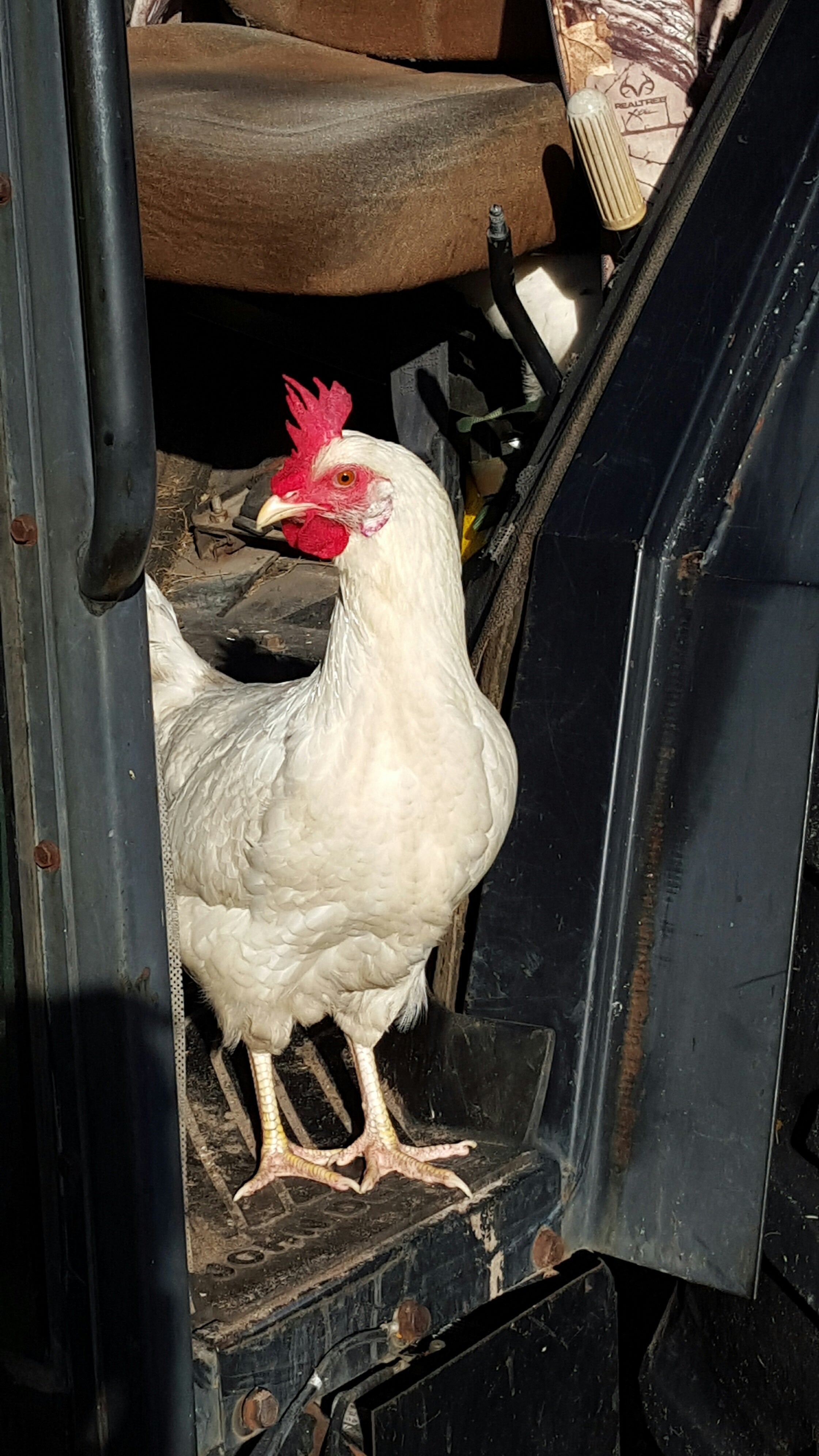 Circle C Farm Maremma LGDs Pasture Raised Poultry