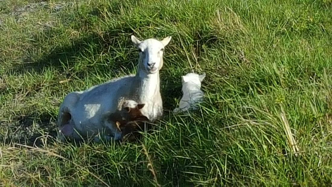 Circle C Farm Non-GMO, Soy Free, Corn Free, Grass Fed  Grass Finished Meats, Eggs and Honey in Florida