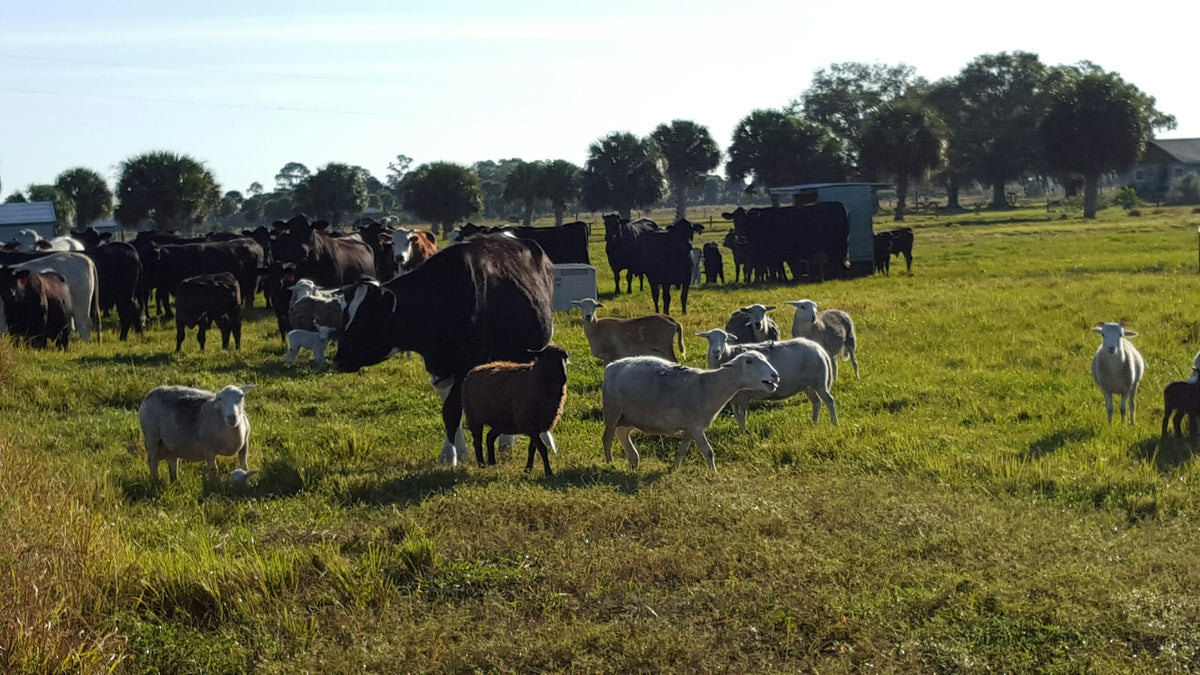 "Adventures at Circle C Farm" Our Short Story Collection by Farmer Nicole