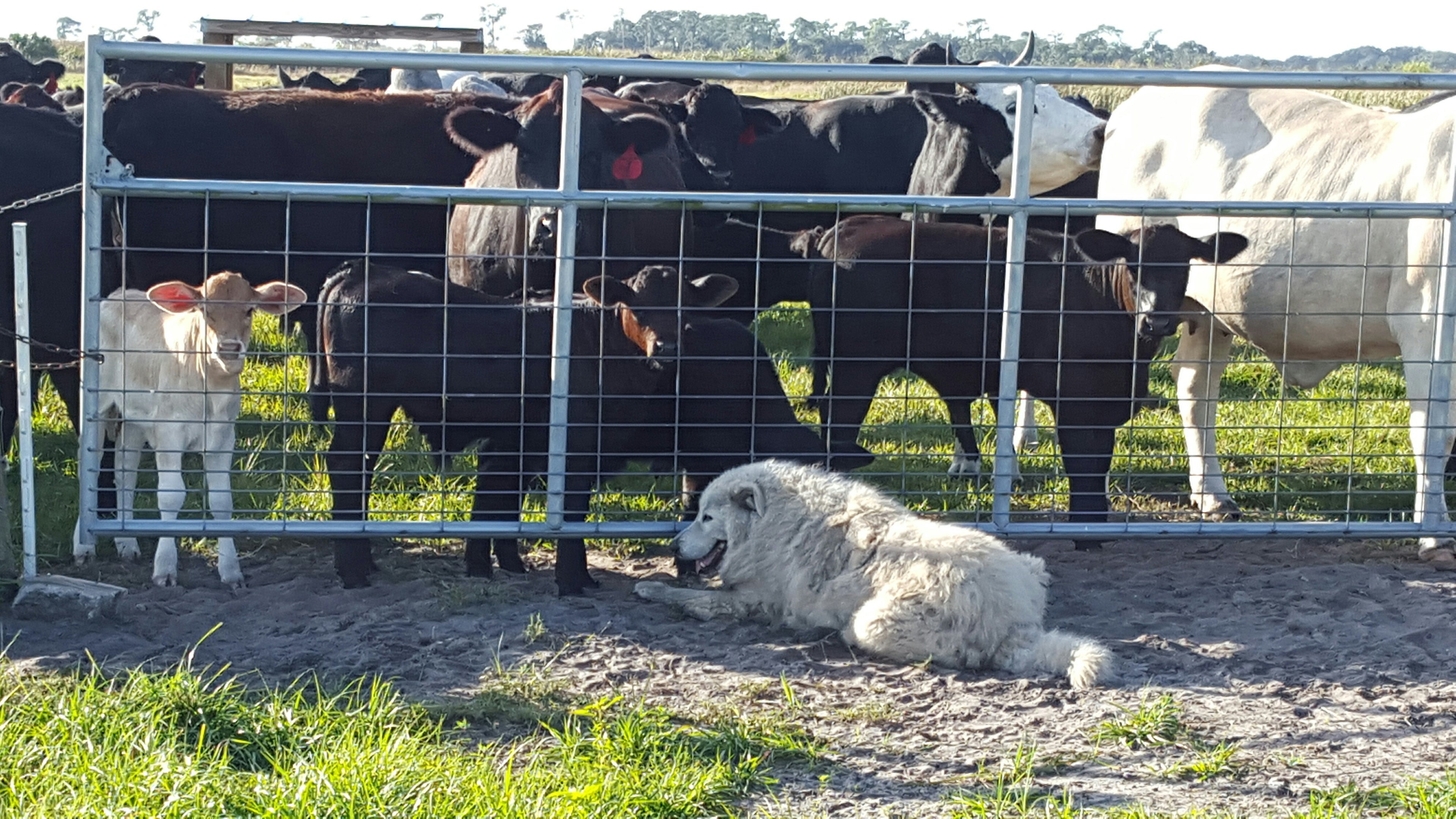 Embrace the Pasture: The Benefits of Pasture-Raised Meats