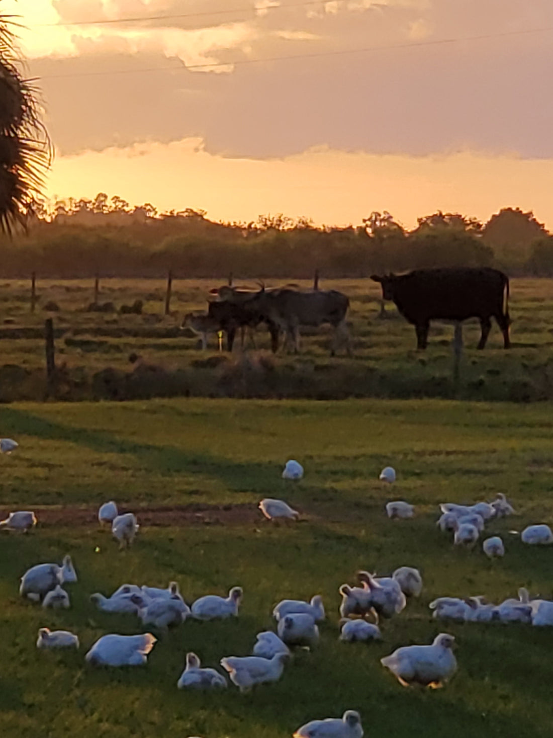 Raising for YOU, 100% Grass Fed Grass Finished Beef & Lamb. 100% Pasture Raised chicken, duck, turkey, pork and eggs.