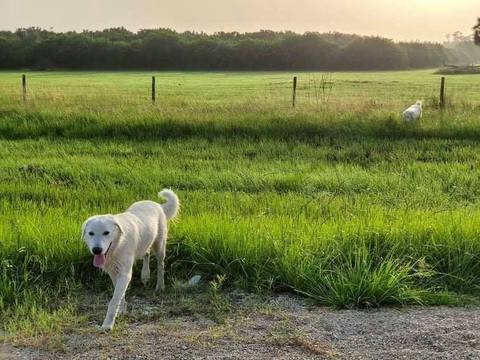 Circle C Farm Loves Their Maremma Sheepdogs (& Why We Chose the Breed)