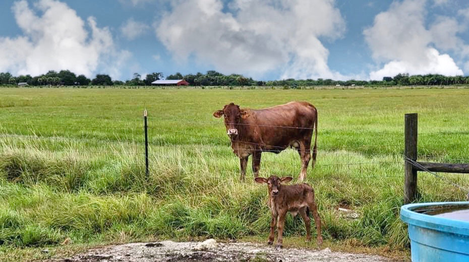 New Baby on Our Farm!!