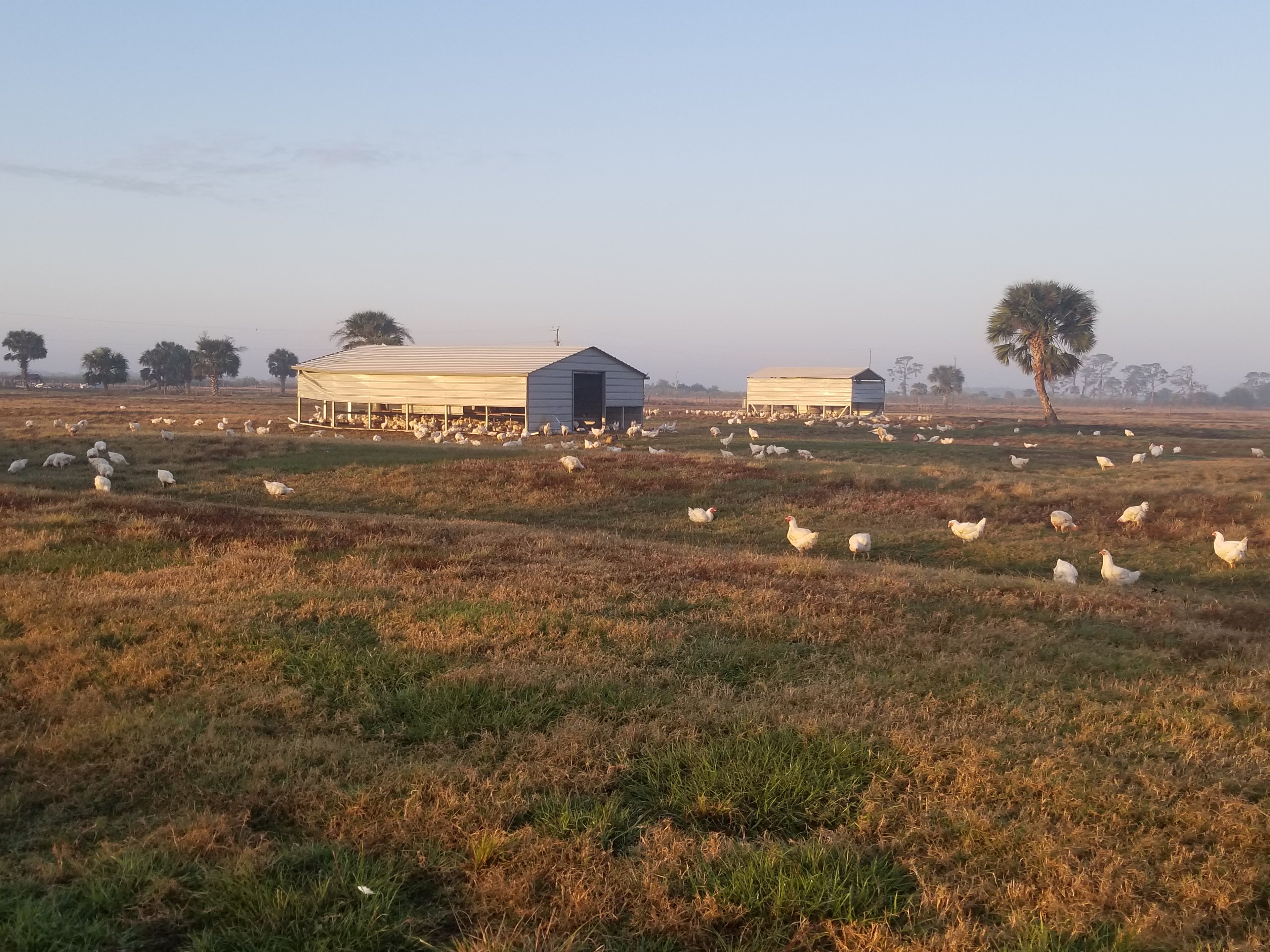 Circle C Farm is officially Florida’s Largest Pastured Poultry Farm AND the 2nd Largest Pastured Poultry Farm in the USA