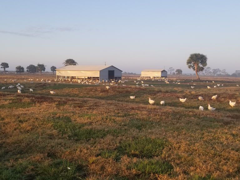 Photo inspiration: Gallery Detail: Florida S Largest Pastured Poultry Farm