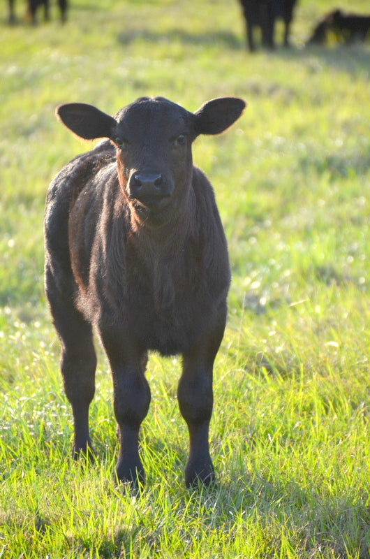 REGENERATIVE AGRICULTURE PRACTICES LIST Circle C Farm