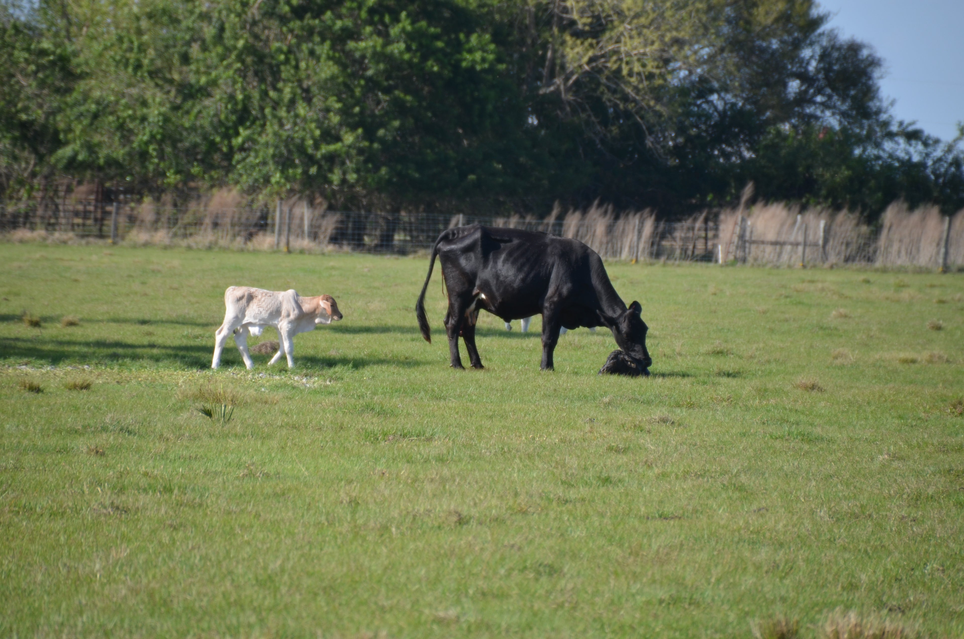 Circle C Farm Is Open In The Wake Of The Coronavirus ( COVID 19)! ONLINE And Our Farm Store!