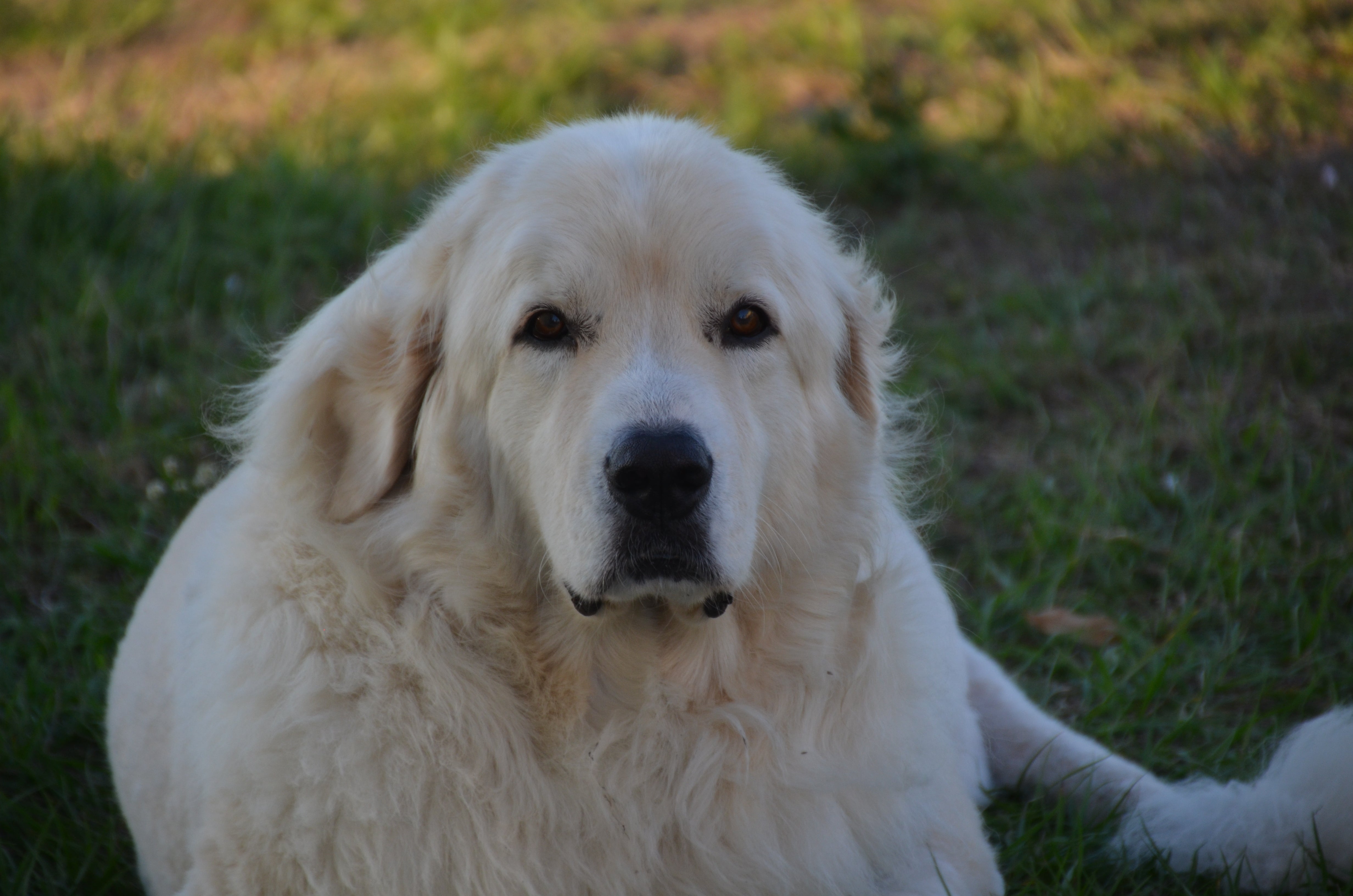 Covid 19 and your pet