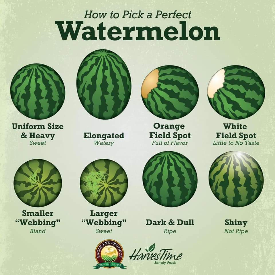 How to Pick the Perfect Watermelon Circle C Farm