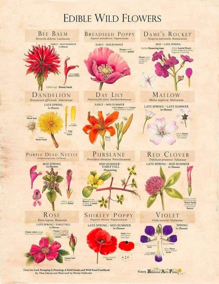 Edible Wild Flowers Circle C Farm