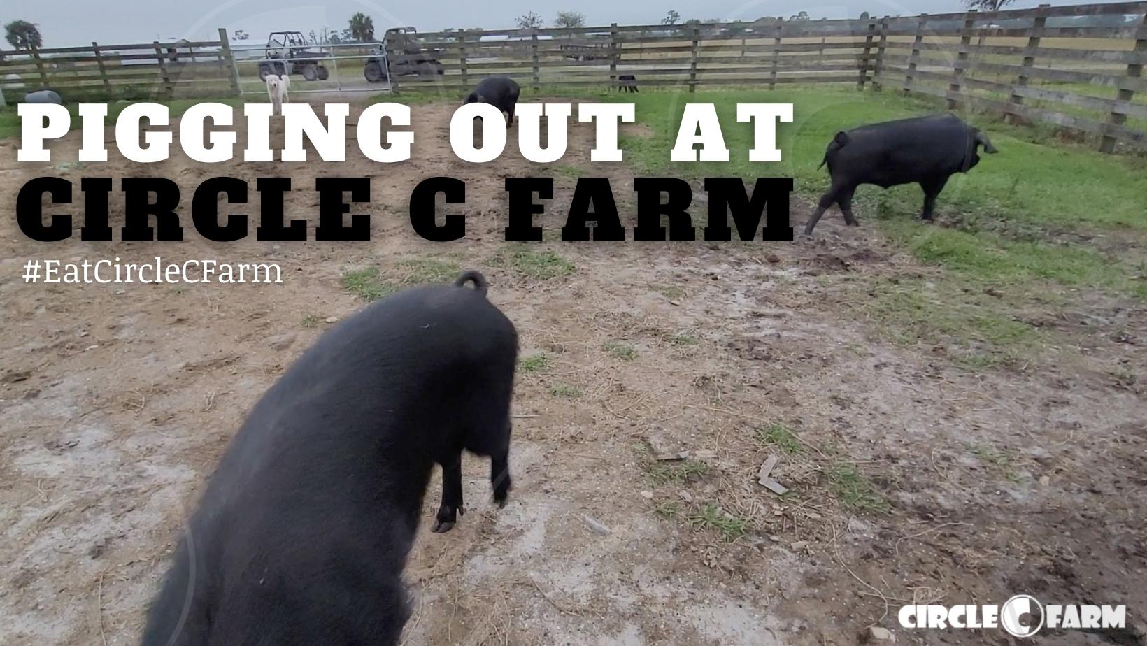 Pastured Pork from Circle C Farm (Jan 2022)