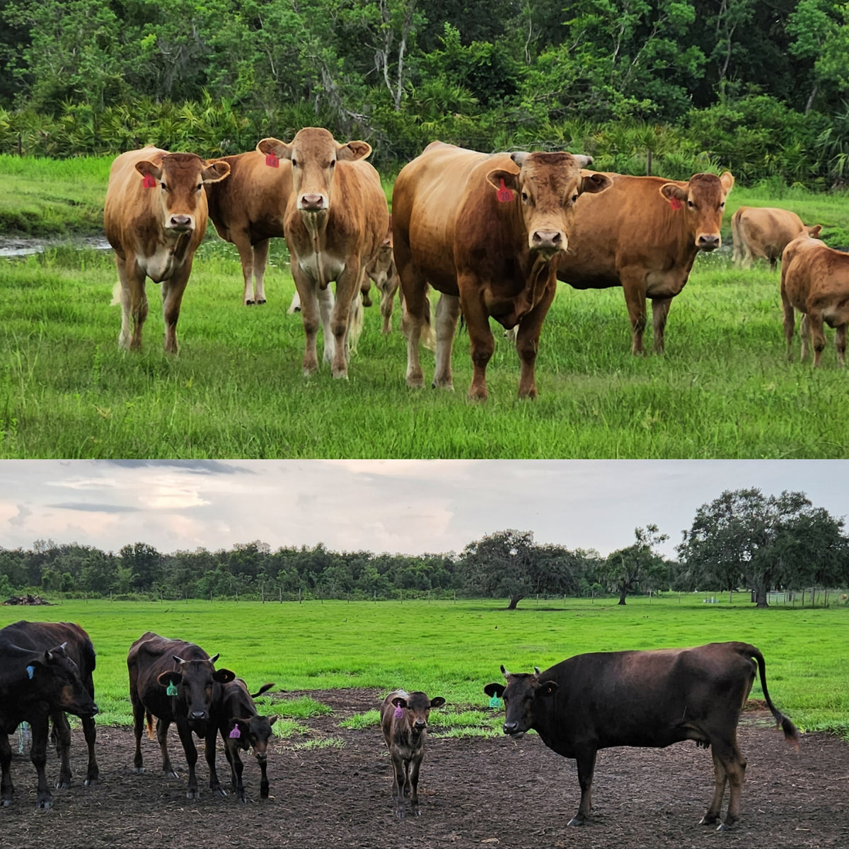 What is the Difference: Black vs Akaushi (aka Brown / aka Red) Full Blood Imported Genetics Wagyu Beef