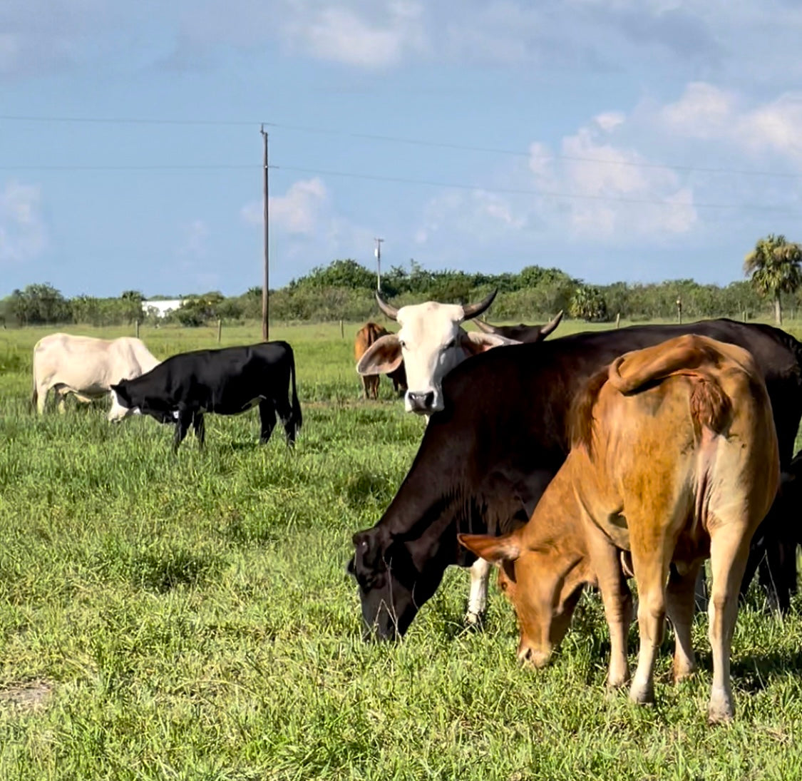 A Farmer's Guide to Regenerative Agriculture