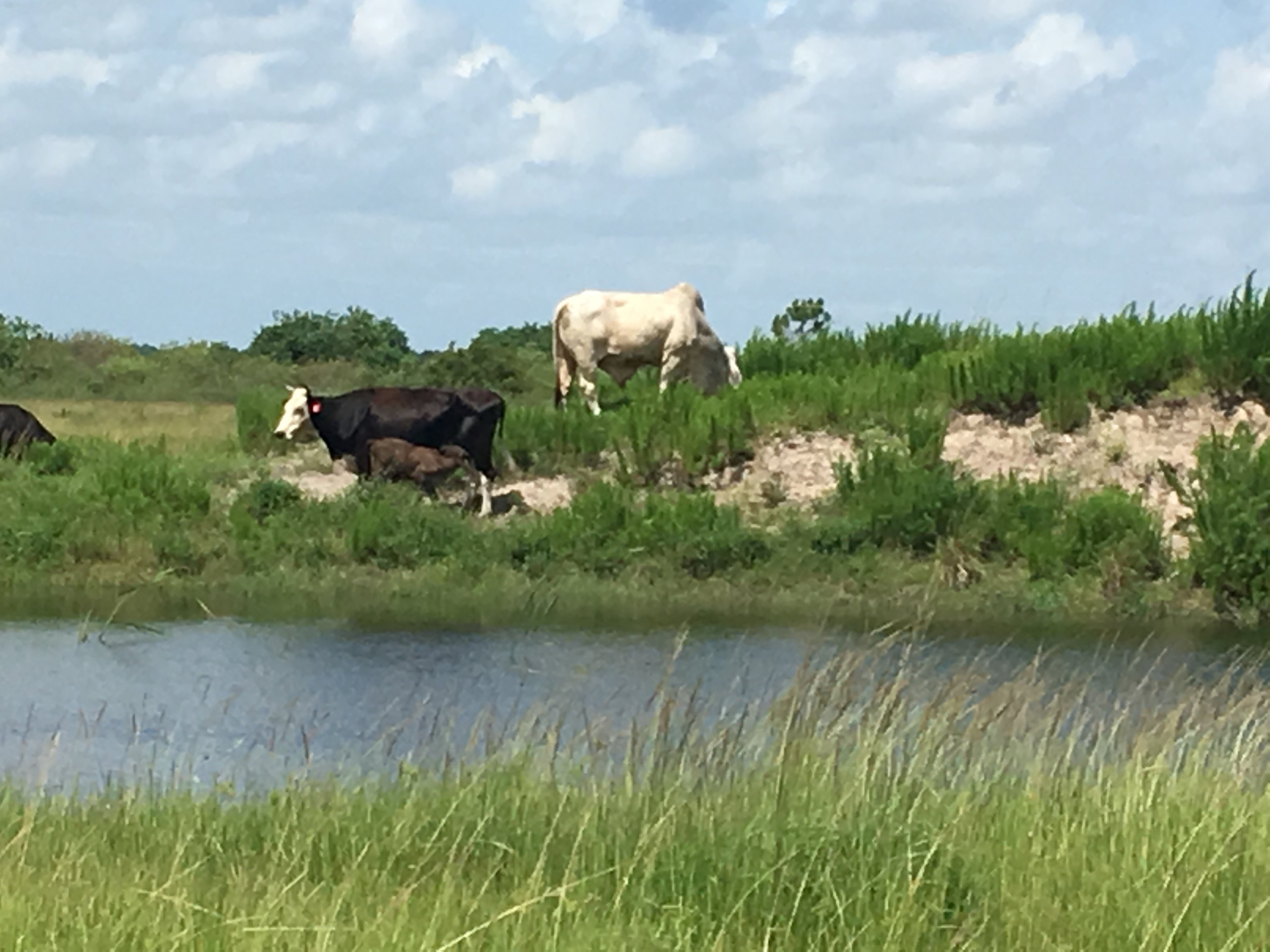 10 Reasons Why You Should Eat Grass-Fed / Grass-Finished Meats