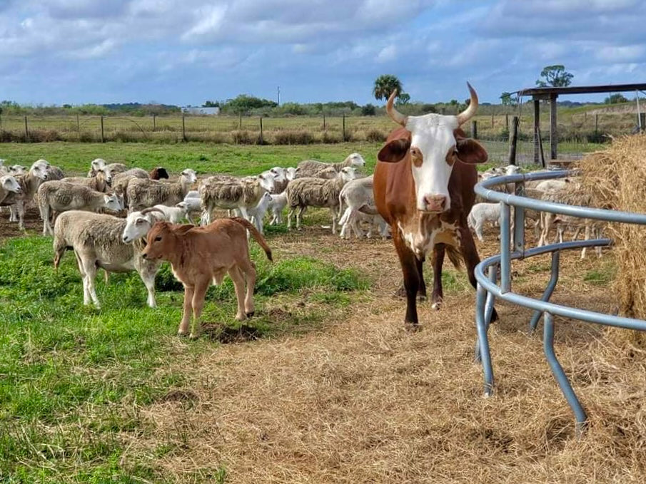 Bovine Babies and Beefy Decisions: An Inside Look at Circle C Farm's Cattle