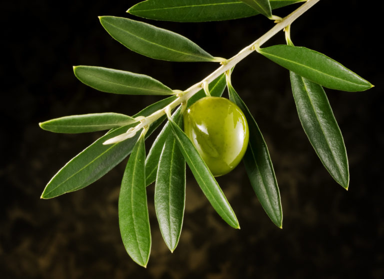 Benefits of Olive Oil Circle C Farm