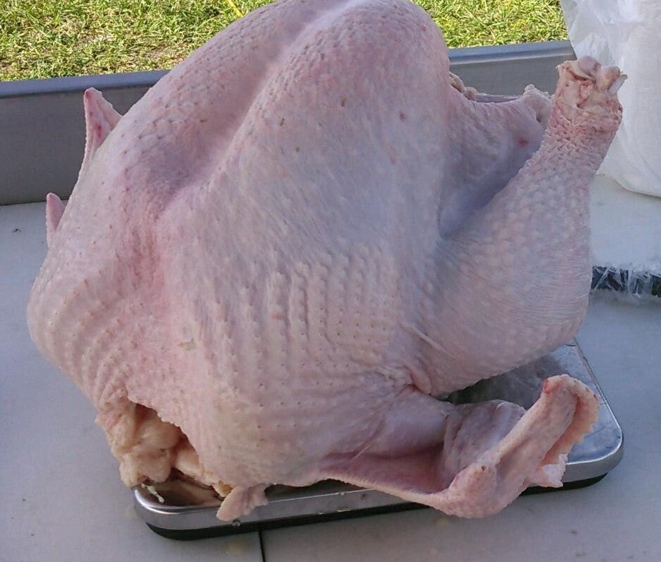 Circle C Farm Turkeys are Non-GMO, Soy Free, Corn Free and Organically Pastured Raised
