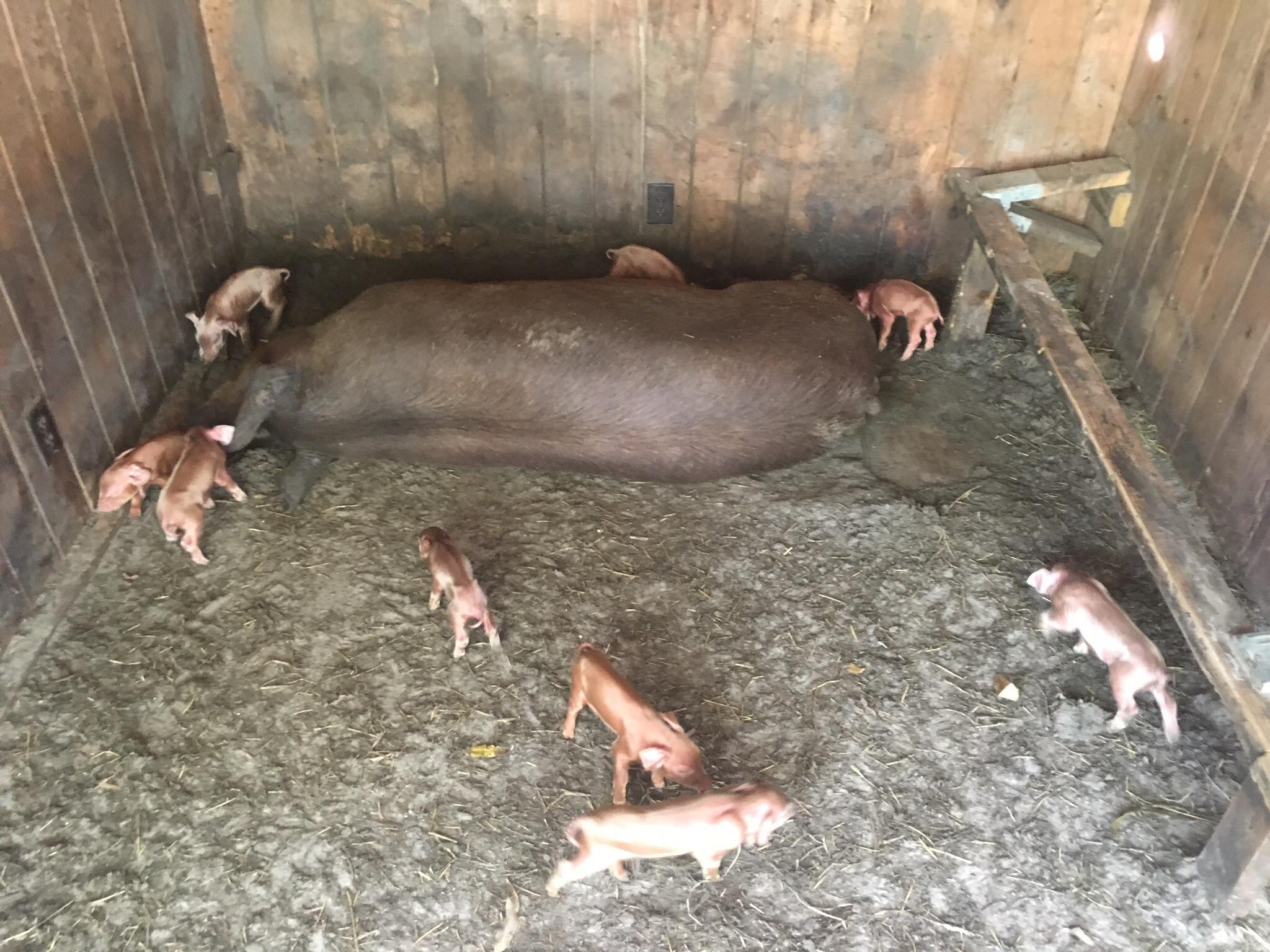 Circle C Farm has baby Heritage Breed Red Wattle Pigs and Hogs