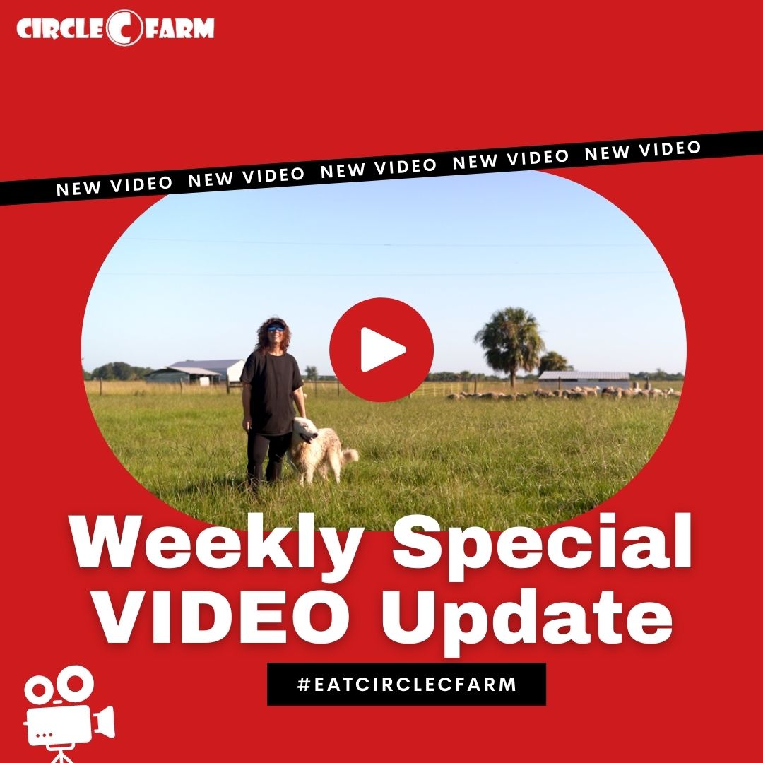 Weekly Special VIDEO Update 🎥