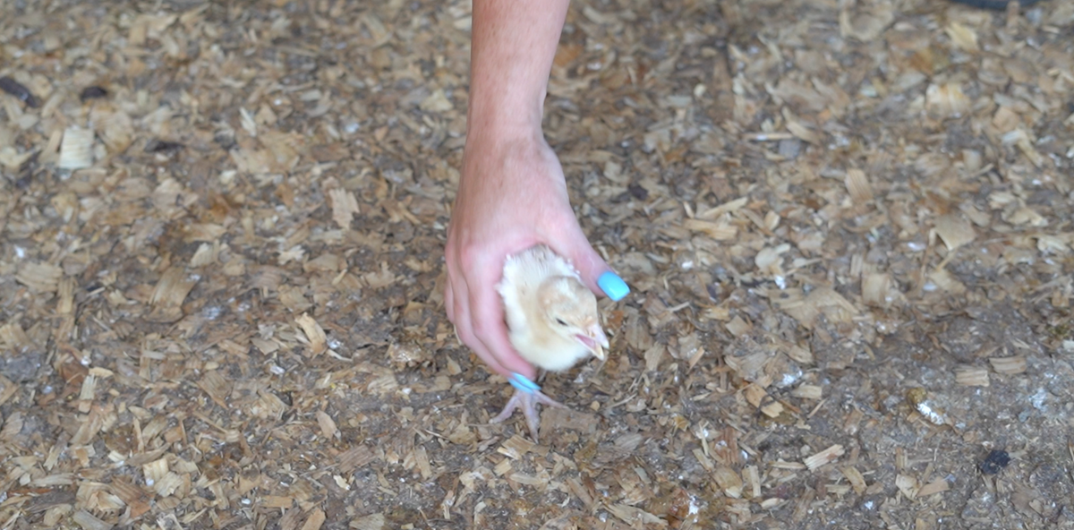From Our Pasture to Your Plate™ | 100% Pastured Poultry from Circle C Farm