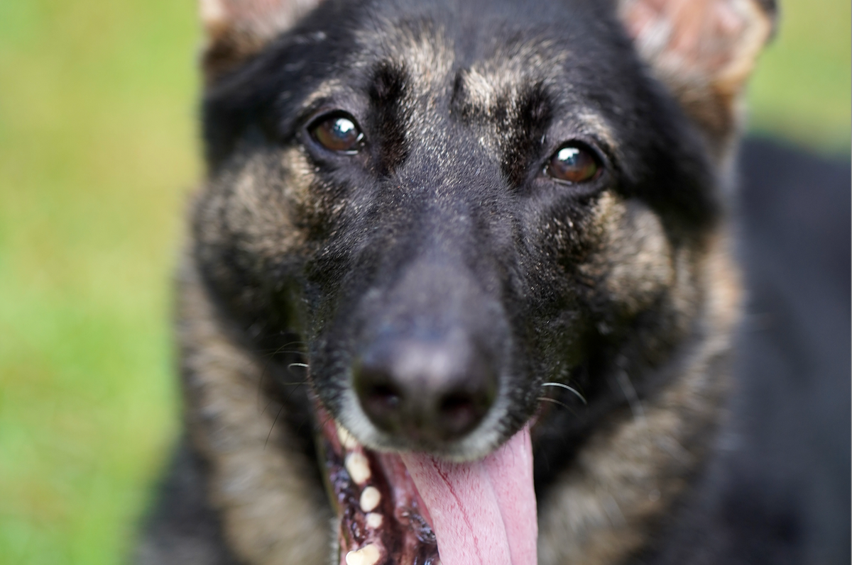 Pet Lovers: Shop Our Pet Grind!