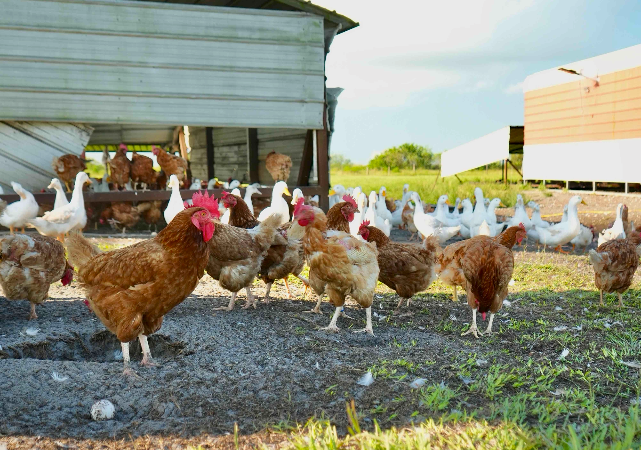 The Truth About Free-range, Pasture Raised Chicken from Circle C Farm