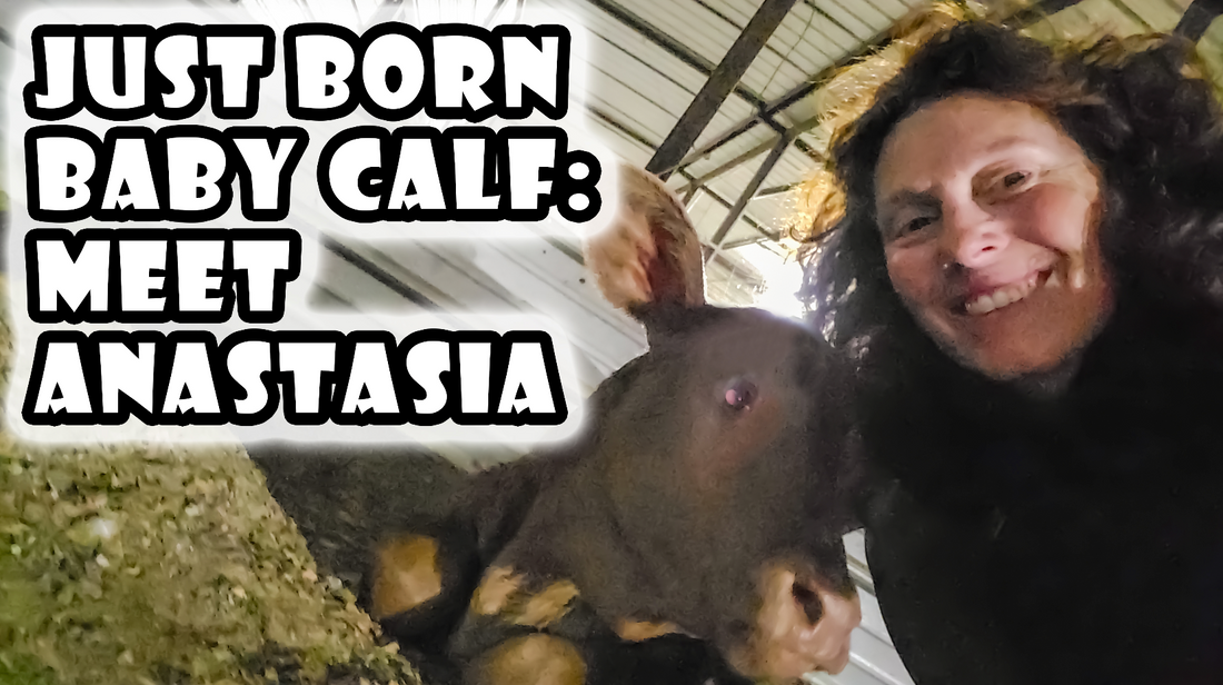 Celebrating the Birth of a New Calf at Circle C Farm