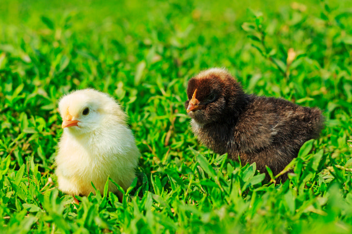 Access to pasture is not enough to make pasture-raised chicken