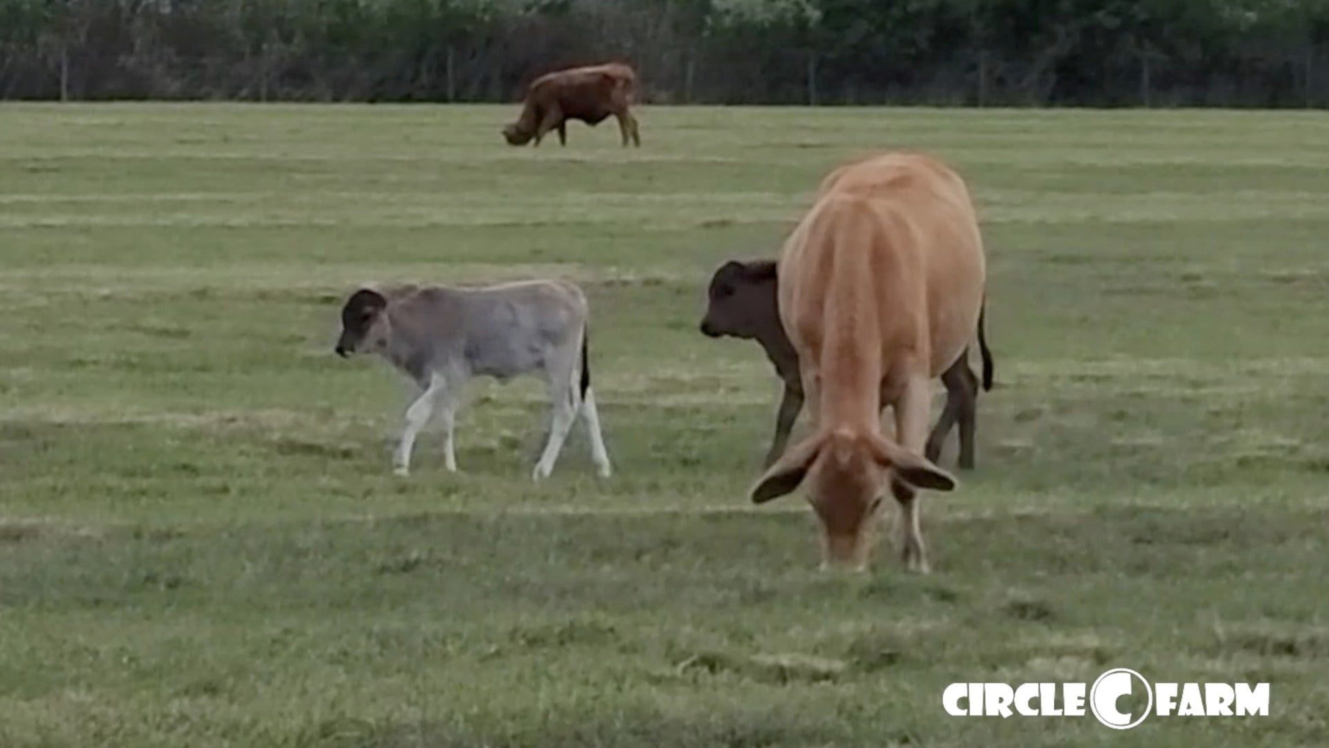 What an Evening on the Farm Sounds Like 👂