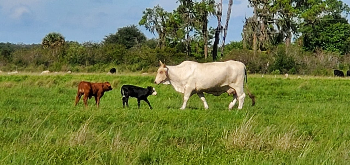 The "REAL" Behind So Called Organic Meats!