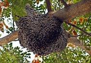 The Great Honey Harvest, A Short Story