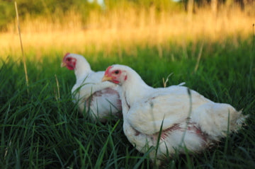 Pasture-raised grass-fed chickens at Circle C Farm out for their morning walk