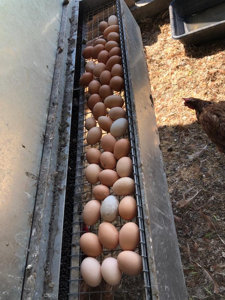 Kosher Eggs Circle C Farm