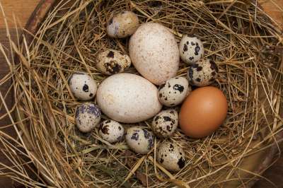 Our "Golden" Eggs FAQs