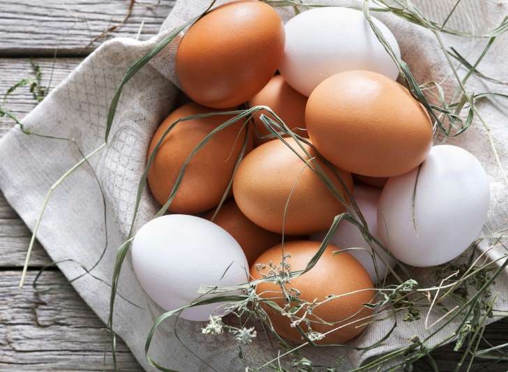 Fun Facts About Laying Hens