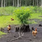Regenerative Agriculture Circle C Farm