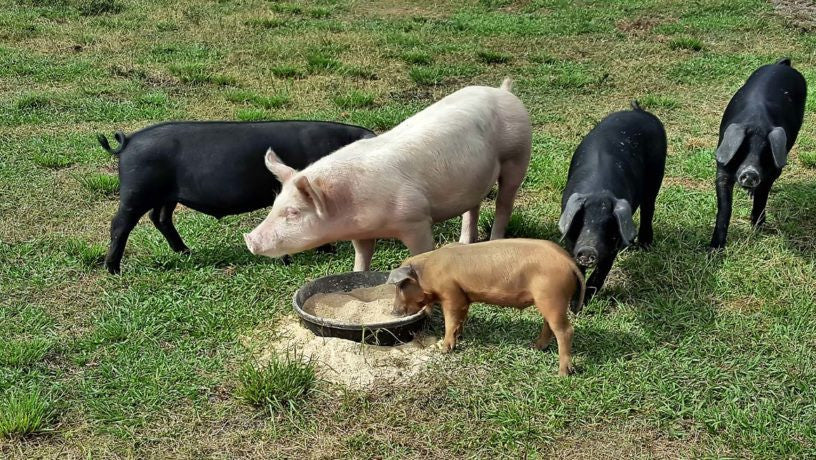 In Hog Heaven at Circle C Farm in Bonita Springs, Florida, reports the Naples Herald!