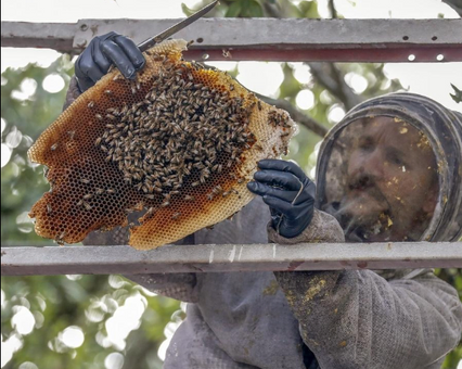 🐝🌿✨ "Buzzing with Purpose: Patrick Gaudin's Journey of Bee Rescue and Natural Beekeeping" 🐝💚🌼