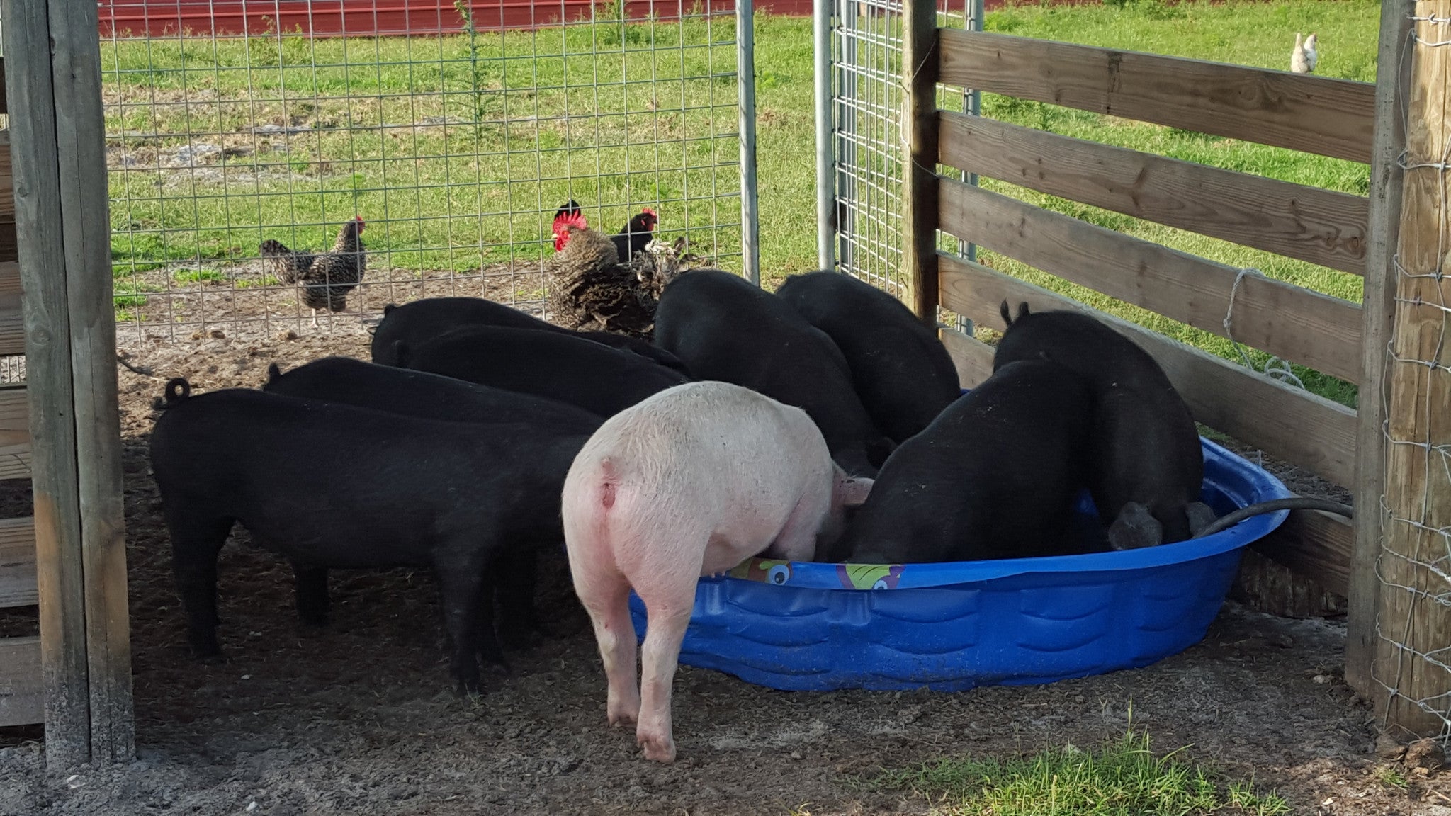 Circle C Farm raises Heritage Breed Large Black Pigs and Hogs