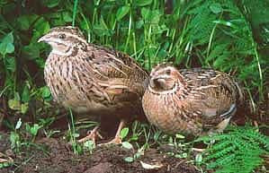 Circle C Farm Japanese Coturnix Quail are here in Bonita Springs, FL