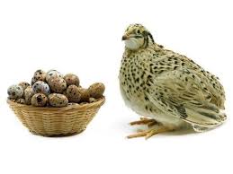 Pasture Raised Quail Eggs! Studies Show They Are Amazing!