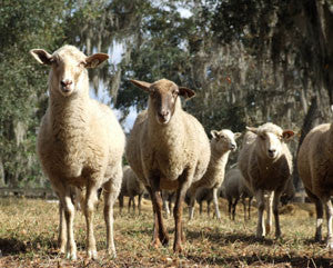 Circle C Farm raises Critically Endangered Florida Cracker Sheep