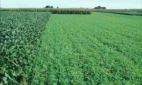 Sustainable and eco-friendly farming practices Circle C Farm