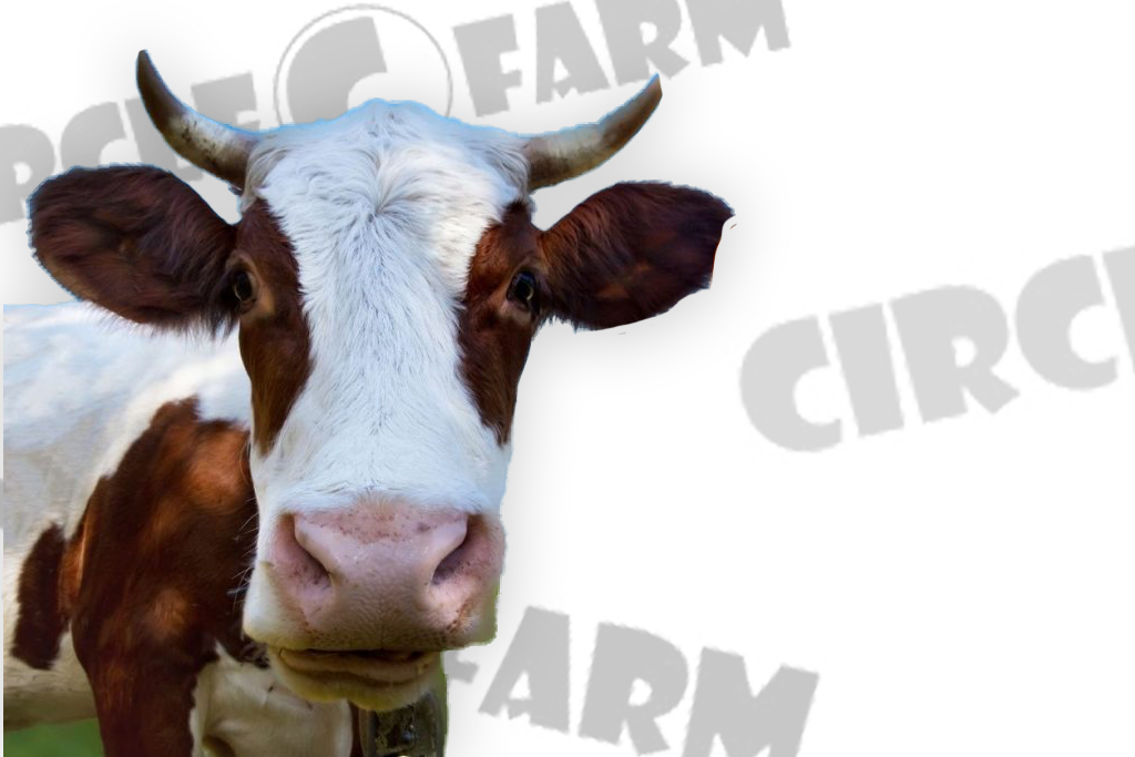 The Top 10 Funny Farmer Jokes from Circle C Farm